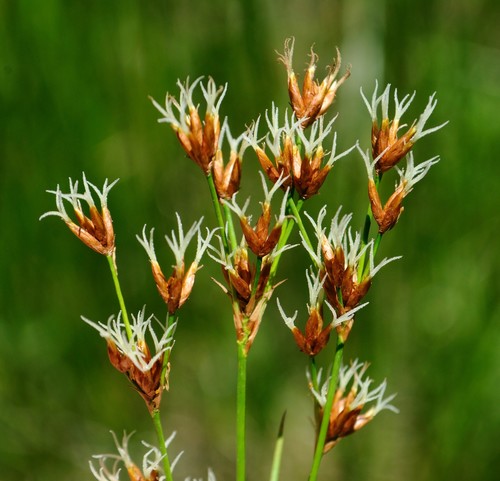 Smooth sawgrass (Cladium mariscoides)