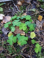 Oxalis acetosella