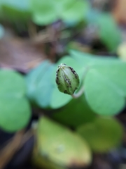 Oxalis acetosella