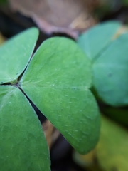 Oxalis acetosella