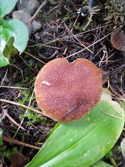Suillus ampliporus