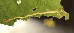 Agromyza alnibetulae
