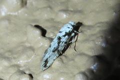 Nemapogon defectella