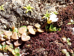 Epilobium komarovianum