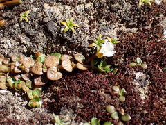 Epilobium komarovianum