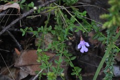 Prostanthera sejuncta