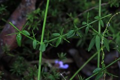 Prostanthera sejuncta