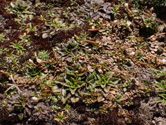 Epilobium komarovianum