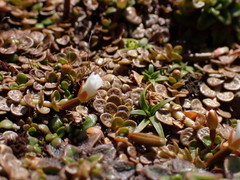 Epilobium komarovianum