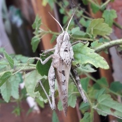 Xyleus discoideus discoideus
