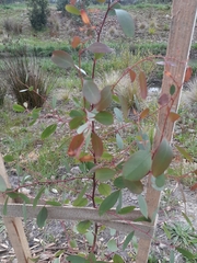 Eucalyptus yarraensis