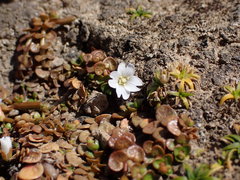 Epilobium komarovianum