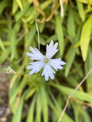 Heliosperma alpestre