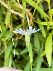 Heliosperma alpestre