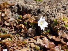 Epilobium komarovianum