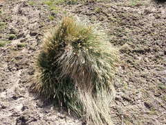 Poa astonii