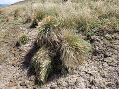 Poa astonii