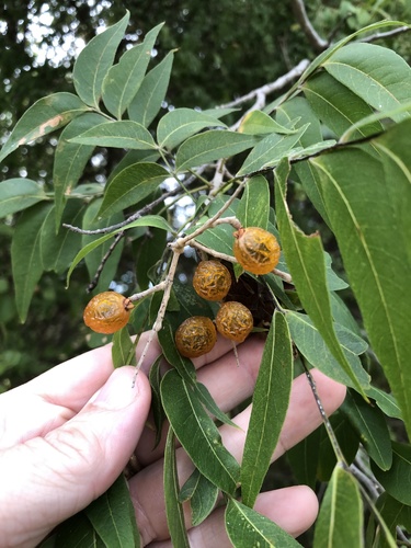 Sapindus drummondii