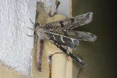 Crambomorphus namibicus