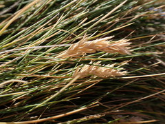 Poa astonii