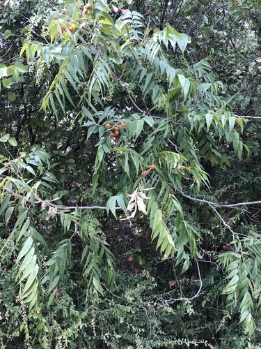 Sapindus drummondii