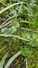 Ornduffia reniformis