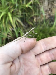 Archimantis latistyla