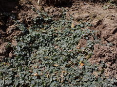 Atriplex buchananii
