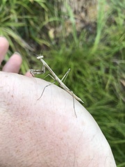 Archimantis latistyla