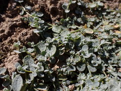 Atriplex buchananii