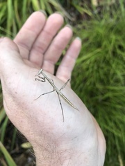Archimantis latistyla
