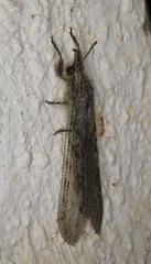 Centroclisis mendax