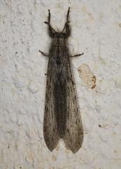 Centroclisis mendax