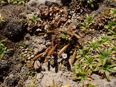 Epilobium komarovianum