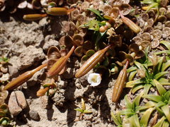 Epilobium komarovianum