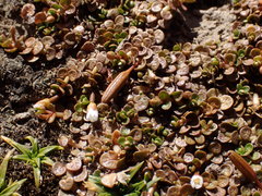 Epilobium komarovianum