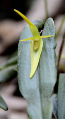 Pleurothallis microcardia