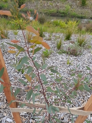 Eucalyptus yarraensis