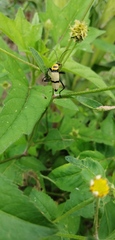 Chauliognathus nigrocinctus