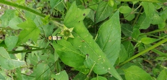 Chauliognathus nigrocinctus