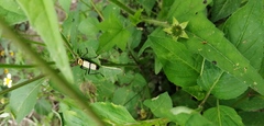 Chauliognathus nigrocinctus
