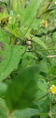 Chauliognathus nigrocinctus
