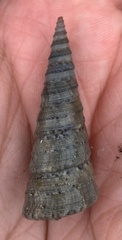 Turritella banksii