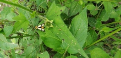 Chauliognathus nigrocinctus