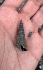 Turritella banksii