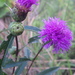 Lessingianthus grandiflorus - Photo (c) Bennett Hennessey, μερικά δικαιώματα διατηρούνται (CC BY-NC)