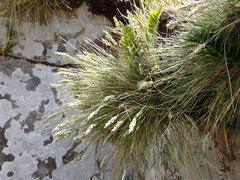 Poa astonii