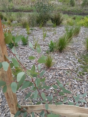 Eucalyptus yarraensis