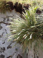 Poa astonii