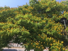 Cenostigma pluviosum